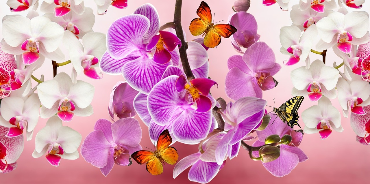 orchids, flowers, flower background-866609.jpg